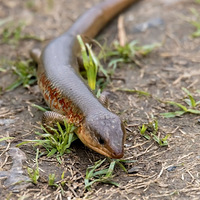 �������︴�գ����ս����԰����������һȦ����