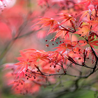 �������˻��������ѡ�