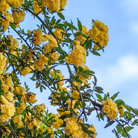 ��ľ�㻨������ʥ����������Ϊ����򿨵أ�