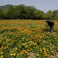 �����������ĳǱ��ͻ���