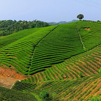 ���ȥ����ʫ��Զ���������԰��һ��