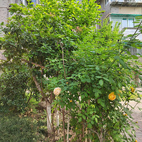 �����硢�������εĻ���