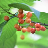 Ժ����ĺ�ӣ��