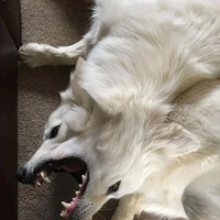 ��ͷ���֡�Զ������Ż����ѣ������˭�ҵĹ�����������������