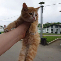 ��3ֻ����������С��è����������չ˺󡭼�ֱ�������