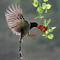 ������ȵ�ɵ������