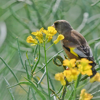 ���ȸ�������ﳢ��