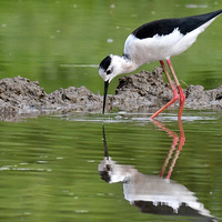 �ڳ᳤������ʳ