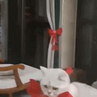 ��ʿ��������ֽèè�������������ѱ��ɰ����ˣ�����Ҳ��ӵ�У�