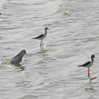 ��ɽ�����\�᳤����