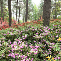 ��ƽ��԰�Ķž黨���ϣ�