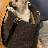 �ӷ���ץ��ʱͻȻ�ӳ����ӳ���һֻС�̹������죺���һ�ȣ�