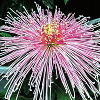 ���Ƿɲ������������� ��ԭ����һֻ̰���ĺ�����53��