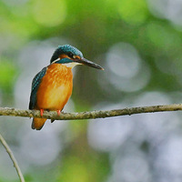 ��Ұ�ĵĴ���