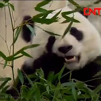 Ψһƾʵ�����ϱ��Ƶ���è���Ź����Σ�ÿ�ζ��һ����˹���