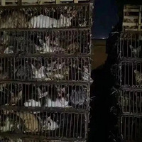 ϲ���ձ�����è�ⱻ����Υ�������������һ�ٱ�һ��׼��