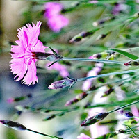 �����ӱ�ʯ��