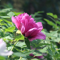 ��������ĵ������