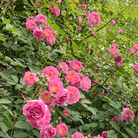 Ǿޱ������