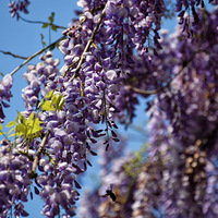 ���ٻ���