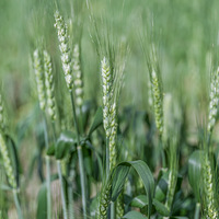 �������㶹��һ��������������顢����ġ�����ֲ�