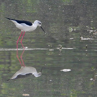 ��Ϫʪ����ʳ�ĺڳ᳤����