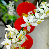 ����Ժ�ڵ����ӻ�