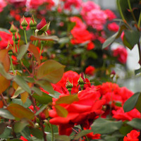 ������̨