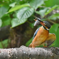 �������书 ˤ�������