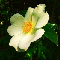 ���ư�ķҷ�������ӣ��