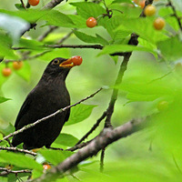 ֲ��԰ӣ�Һ�С����