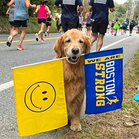 100��ֻ���ë�ۼ���һ�𣬰�·�˶��ȷ��ˣ����⾹��Ϊ��..