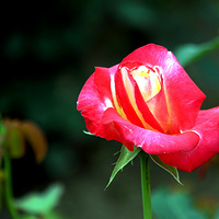 �¼�����