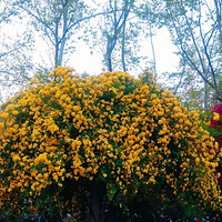 �����컨����ľ�㻨