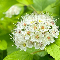 ��ë�������