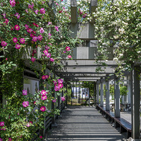 ����ֲ��԰������԰��Ǿޱ԰��ľ�㻨