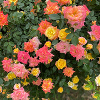 �ֵ���ס���ջ�