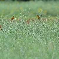 ��������ȸ