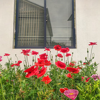 �߹������