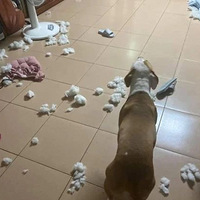 ����ɹ���������·�������Ц���ˣ�С͵���˶����ۣ�