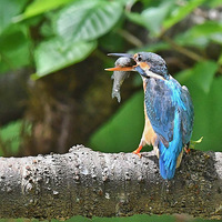 �������书   ˤ���������2��