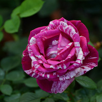 һ���¼���