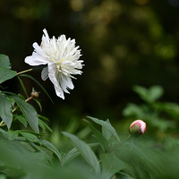 ���۵���ҩ��