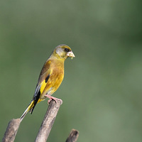 ������Ľ��ȸ��