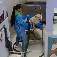 С����ȥϴ�裬ʮ���ӱ�����ʦ����8�Ρ��������н��ˣ���������