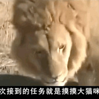 �ձ����Ӽٰ繫ʨ��������ֻĸʨ׷�źٺٺ١����ѣ�Ҫ����ʹ���