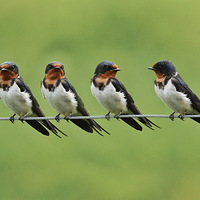 С���ӣ������¡����괺���������