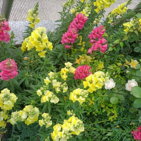 �������ʴ򿨣�