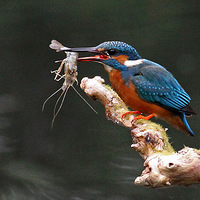 ����ˤʳ��ëϺ