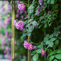 Ī�����⣬���ݾ����׶�԰Ǿޱ��������